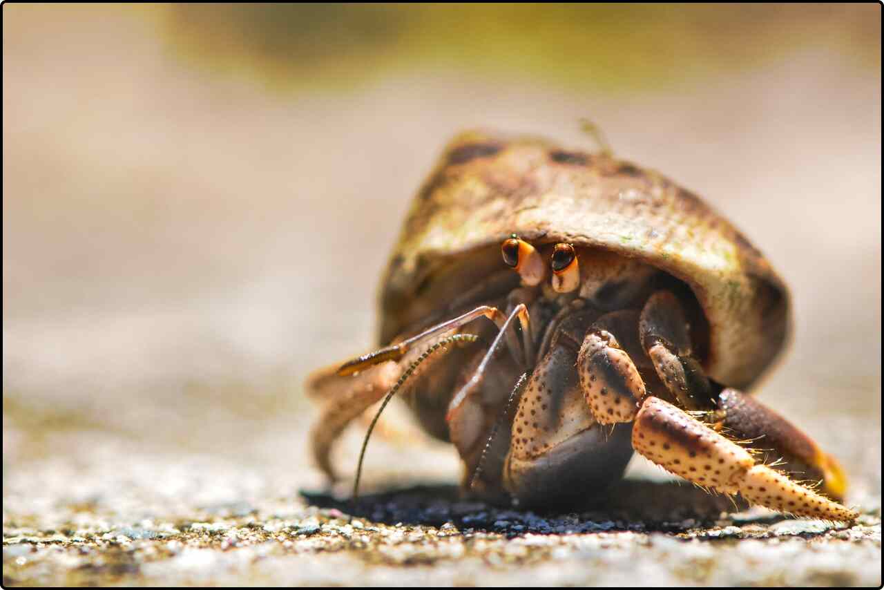 Small hermit crab with a spiral shell moving across wet sand at low tide